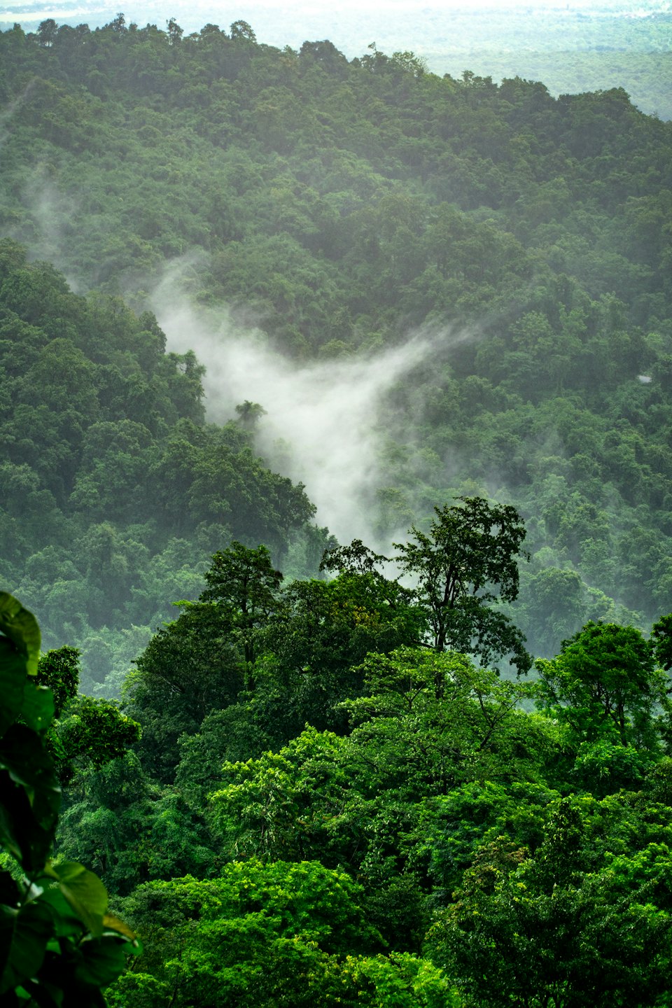 Bosque tropical exuberante y verde que cubre montañas onduladas con niebla.